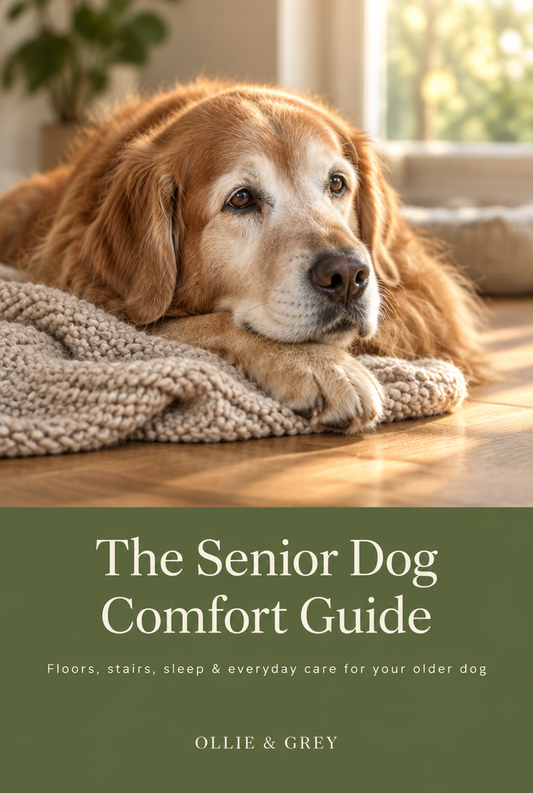 Senior Dog Comfort Guide
